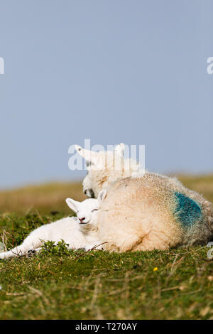 Swansea, 30. März, 2019. UK Wetter. Nur Napping: Frühling Lämmer dösen träge in der warmen Frühlingssonne am Broughton Burrows, Gower, in der Nähe von Swansea. Lange Perioden der diesigen Sonnenschein brachte einige Erwärmung Befreiung von einigen kalten und frostigen Nächte dieser Woche. Credit: Gareth Llewelyn/Alamy Leben Nachrichten. Stockfoto