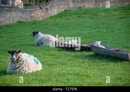 Lincolnshire, Großbritannien. Am 30. März 2019. Lämmer ruhen in ihren Futtertrog im Lincolnshire Dorf von Uffington. Jonathan Clarke/Alamy leben Nachrichten Stockfoto