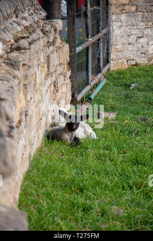 Lincolnshire, Großbritannien. Am 30. März 2019. Lämmer ruhen in ihren Futtertrog im Lincolnshire Dorf von Uffington. Jonathan Clarke/Alamy leben Nachrichten Stockfoto