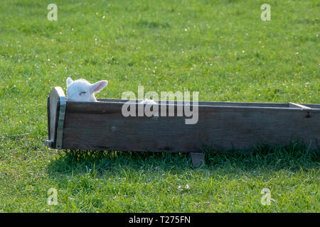 Lincolnshire, Großbritannien. Am 30. März 2019. Lämmer ruhen in ihren Futtertrog im Lincolnshire Dorf von Uffington. Jonathan Clarke/Alamy leben Nachrichten Stockfoto