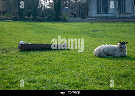 Lincolnshire, Großbritannien. Am 30. März 2019. Lämmer ruhen in ihren Futtertrog im Lincolnshire Dorf von Uffington. Jonathan Clarke/Alamy leben Nachrichten Stockfoto