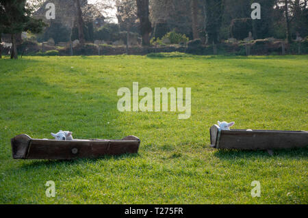 Lincolnshire, Großbritannien. Am 30. März 2019. Lämmer ruhen in ihren Futtertrog im Lincolnshire Dorf von Uffington. Jonathan Clarke/Alamy leben Nachrichten Stockfoto