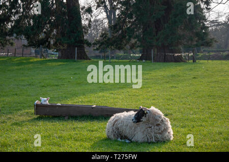 Lincolnshire, Großbritannien. Am 30. März 2019. Lämmer ruhen in ihren Futtertrog im Lincolnshire Dorf von Uffington. Jonathan Clarke/Alamy leben Nachrichten Stockfoto