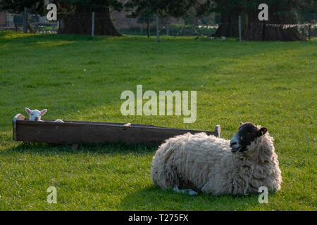 Lincolnshire, Großbritannien. Am 30. März 2019. Lämmer ruhen in ihren Futtertrog im Lincolnshire Dorf von Uffington. Jonathan Clarke/Alamy leben Nachrichten Stockfoto