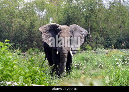 New Delhi, Indien. 30 Mär, 2019. Ein Afrikanischer Elefant ist am Gehäuse des Delhi Zoo in Neu Delhi, Indien, 30. März 2019. Credit: Partha Sarkar/Xinhua/Alamy leben Nachrichten Stockfoto