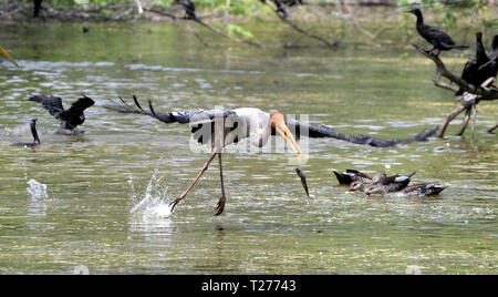 New Delhi, Indien. 30 Mär, 2019. Eine gemalte Storch ist an der Delhi Zoo in Neu Delhi, Indien, 30. März 2019. Credit: Partha Sarkar/Xinhua/Alamy leben Nachrichten Stockfoto