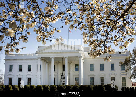 Hartriegel Bäume blühen Dienstag, 26. März 2019 Auf dem Norden Rasen des Weißen Hauses gesehen. Personen: Präsident Donald Trump Stockfoto