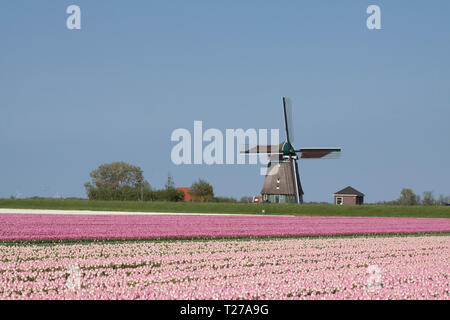 Typische holländische Landschaft Frühling mit Tulpen und eine Windmühle im Hintergrund Stockfoto