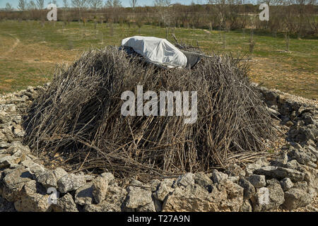 Der Friedhof von Las Ruedas, Pintia, Padilla de Duero, Pesquera de Duero, Villena, Valladolid, Castilla y Leon, Spanien, Europa Stockfoto