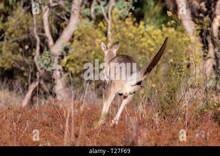 Eine Ost-grey Kangaroo Joey, vorsichtig am Morgen am Mt Mugga Mugga Naturschutzgebiet, Canberra im März 2019 Stockfoto