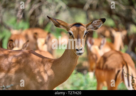 Nahaufnahme Kopf geschossen von der Weiblichen impala an Kamera suchen, mit anderen weiblichen Hintern im Hintergrund Stockfoto