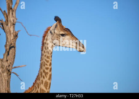 Profil Kopf geschossen der Südafrikanischen Giraffen gegen den blauen Himmel mit toten Baum im Hintergrund Stockfoto