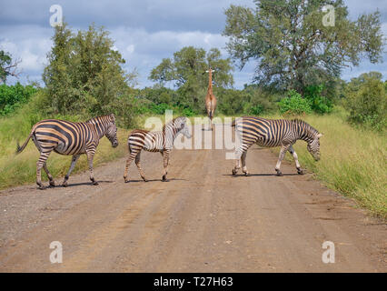 Familie auf Burchell Zebras, zwei Erwachsene über Jugendkriminalität, Überschreiten der Schmutz der Straße, während eine Giraffe geht weg im Hintergrund Stockfoto