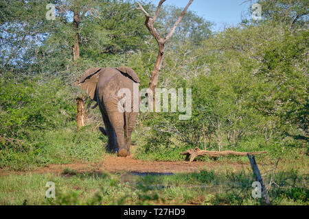 Ein einsamer Stier afrikanischen Busch Elefanten zu Fuß entfernt von einem Wasserloch, in der üppigen grünen Landschaft Stockfoto