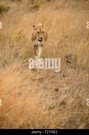 Mutter und Cub lion Wandern in Braun hohes Gras, perfekt getarnt in der afrikanischen Steppe Stockfoto