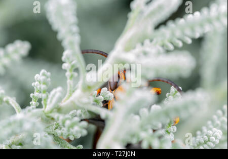 Echten asiatischen Wasp, auch genannt Vespa velutina Makrofotografie Stockfoto