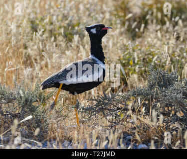 Weiß - bequillte bustard auch als Northern black korhaan bekannt, Etosha National Park, Namibia. Stockfoto