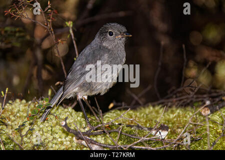 South Island Robin, toutouwai, geschützte endemischen Arten von Neuseeland. Kahurangi National Park. Stockfoto