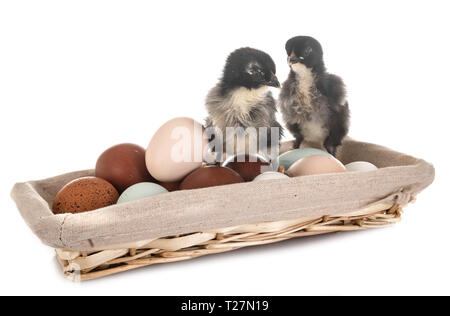 Eier und Küken vor weißem Hintergrund Stockfoto