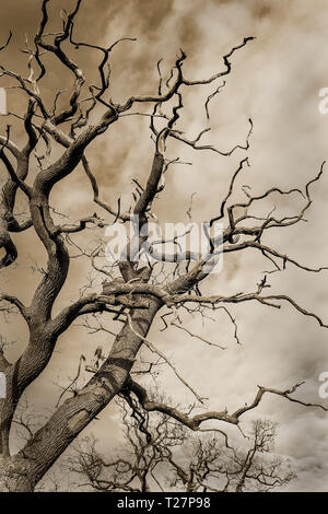 Einen schönen Baum in einem Zustand des Verfalls noch aufrecht vor dem Wind Stockfoto