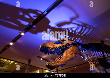 Newcastle-upon-Tyne, NE England Stadt. Der Great North Museum, früher das Hanock Museum und Hatton Gallery. Paläontologie, plesiosaur Skelett recons Stockfoto