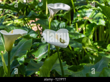 Wunderschöne calla Lilien im Frühling, Southern California Stockfoto