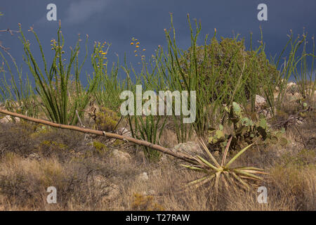 Sonoita, Santa Cruz County, Arizona, USA Stockfoto