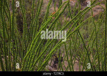 Sonoita, Santa Cruz County, Arizona, USA Stockfoto