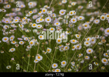 Sonoita, Santa Cruz County, Arizona, USA Stockfoto