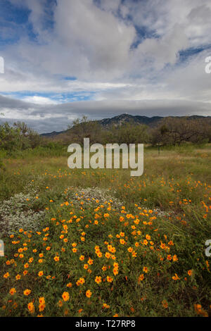 Kitt Peak, Pima County, Arizona, USA Stockfoto