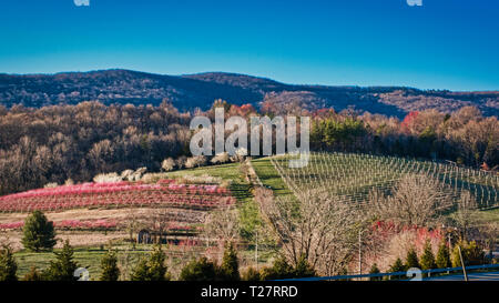 Pear Pfirsich- und Kirschbäume wachsen zusammen Hang in der ländlichen Gegend von Virginia an einem sonnigen Tag. Stockfoto