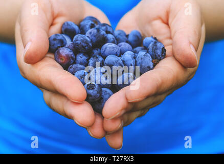 Frische blaue Beeren Früchte in Mädchen Hände vorgestellt. Echte Frau mit Handvoll frisch gepflückte Blaubeeren. Konzeptionelle Bild für gesunde vegetarische li Stockfoto