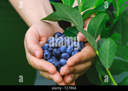 Echte Frau mit Handvoll frisch gepflückte Blaubeeren. Frische blaue Beeren Früchte in Mädchen Hände vorgestellt. Konzeptionelle Bild für gesunde vegetarische li Stockfoto