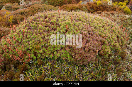 Richea scoparia, einem Alpine Heath Anlage endemisch auf Tasmanien, Australien. Stockfoto