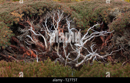 Richea scoparia, einem Alpine Heath Übersicht Niederlassungen innerhalb des Hedge Pflanze endemisch auf Tasmanien, Australien. Stockfoto