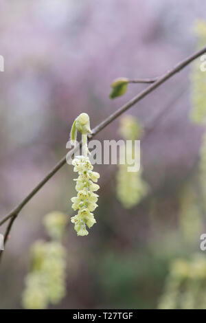 Corylopsis Sinensis Var Calvescens. Winter hazel Blütezeit Anfang März. Schlüsselblume Bush. Großbritannien Stockfoto