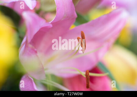 Rosa Madonnenlilie closeup und große Ausdauer Stockfoto