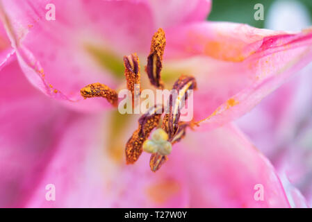 Rosa Madonnenlilie closeup und große Ausdauer Stockfoto