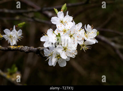 Cherry Plum (Prunus cerasifera) Stockfoto