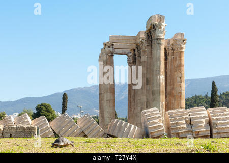 Schildkröte und Ruinen der Tempel des Olympischen Zeus in Athen, Griechenland Stockfoto