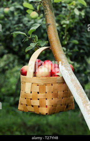 Rote und gelbe Äpfel im Korb Stockfoto