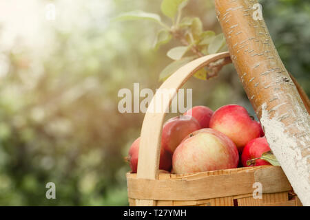 Rote und gelbe Äpfel im Korb - Herbst sonniger Tag Stockfoto