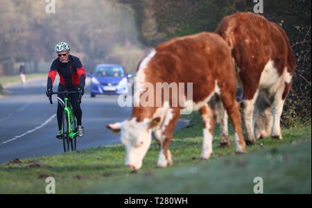 Ein Radfahrer vorbei frei lebende Rinder in der New Forest, Hampshire Stockfoto