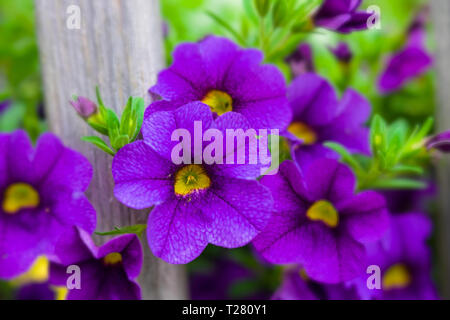 Schöne calibrachoa Blumen im Garten. Mit einer speziellen Linse für cremige Bokeh und flache Tiefenschärfe fotografiert. Stockfoto