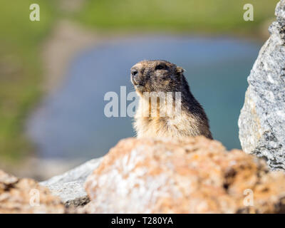 Beispiel der Erwachsenen von Marmot der Alpen, das aus seiner Bohrung (Marmota marmota) Stockfoto