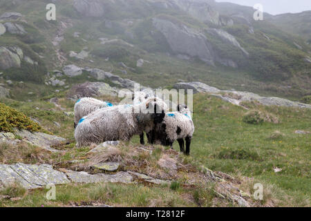 Closeup Schafe in den Bergen Szenen, Spaziergang durch den Grossen Aletschgletscher, route Aletsch Panoramaweg in Nationalpark der Schweiz, in Europa. Drucken Post Stockfoto