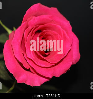 Eine rote Rose auf einem dunklen Hintergrund. Einen schönen großen Rose Knospe geöffnet hat. Stockfoto