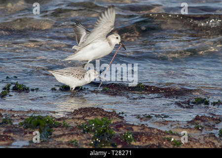 Sanderlings für ein Meer Wurm kämpfen. Nördlichen portugiesischen Küste. Stockfoto