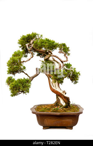 Evergreen bonsai auf weißem Hintergrund Stockfoto