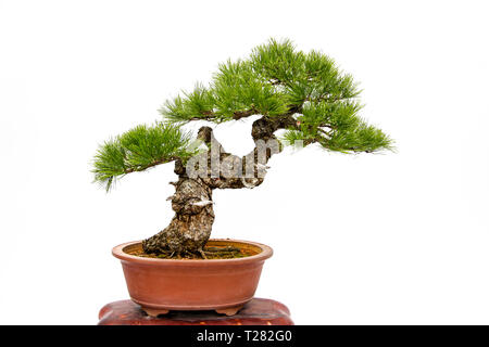 Evergreen bonsai auf weißem Hintergrund Stockfoto